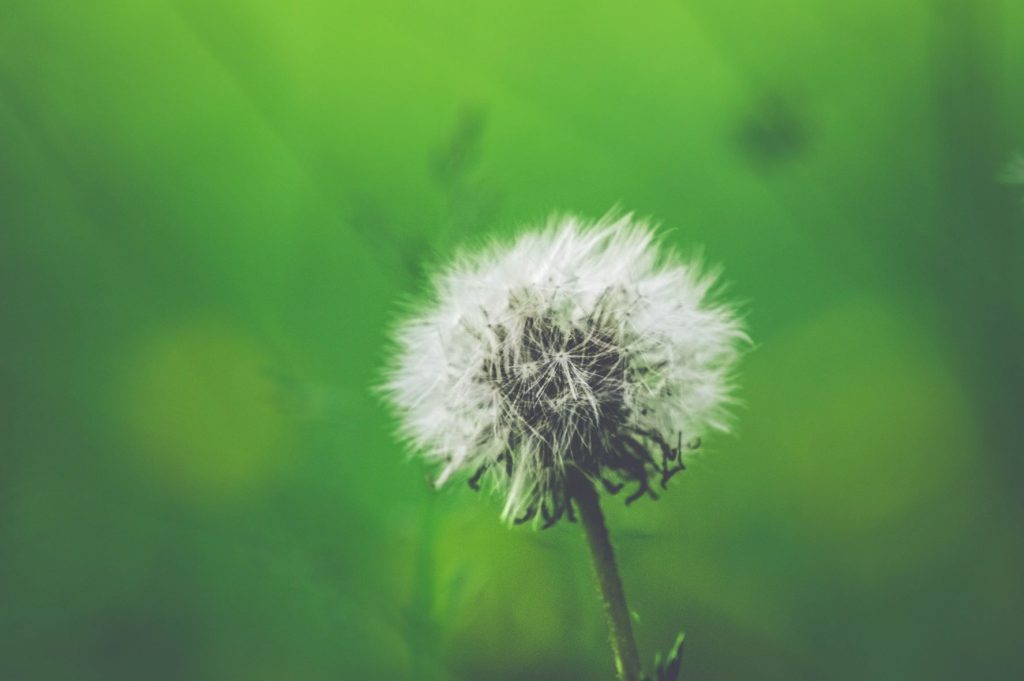 dandelion flower blowing in wind